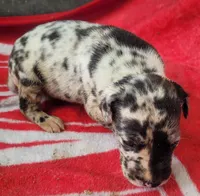 Pup 1, a female Great Dane for sale in Red Level, AL – Photo 3 of 6