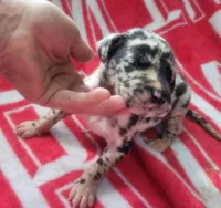 Pup 1, a female Great Dane for sale in Red Level, AL – Photo 2 of 6