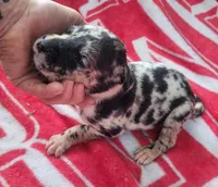 Pup 1, a female Great Dane for sale in Red Level, AL – Photo 5 of 6