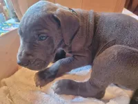 Pup 1, a male Great Dane for sale in Red Level, AL – Photo 9 of 9