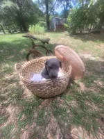 Pup 1, a male Great Dane for sale in Red Level, AL – Photo 8 of 9