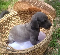 Pup 1, a male Great Dane for sale in Red Level, AL – Photo 5 of 9