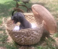 Pup 1, a male Great Dane for sale in Red Level, AL – Photo 4 of 9