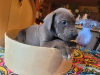 Pup 1, a male Great Dane for sale in Red Level, AL – Photo 6 of 9