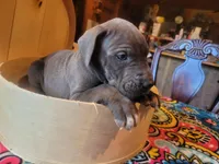 Pup 1, a male Great Dane for sale in Red Level, AL – Photo 7 of 9