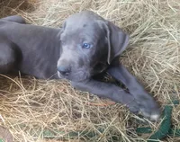 Pup 1, a male Great Dane for sale in Red Level, AL – Photo 3 of 9