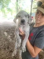 Pup 10, a male Great Dane for sale in Red Level, AL – Photo 5 of 6
