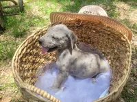 Pup 10, a male Great Dane for sale in Red Level, AL – Photo 4 of 6