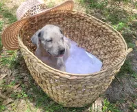 Pup 10, a male Great Dane for sale in Red Level, AL – Photo 3 of 6