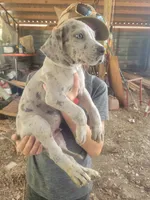 Pup 10, a male Great Dane for sale in Red Level, AL – Photo 1 of 6