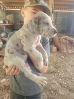 Pup 10, a male Great Dane for sale in Red Level, AL – Photo 2 of 6