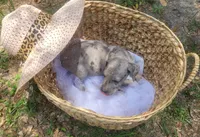 Pup 10, a male Great Dane for sale in Red Level, AL – Photo 6 of 6