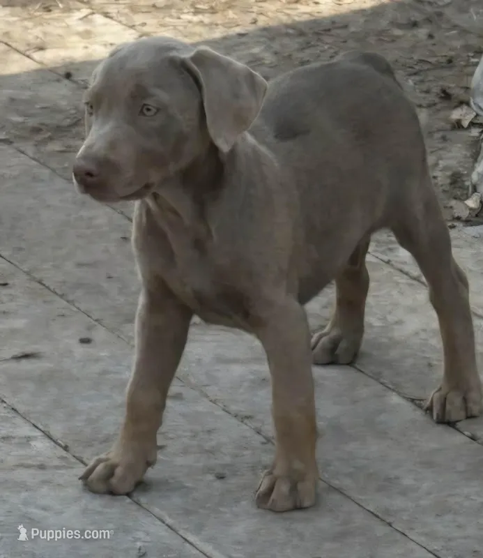 Puppy 2 – Doberman Pinscher puppy for sale in Red Level, AL