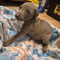 Puppy 2, a female Doberman Pinscher for sale in Red Level, AL – Photo 6 of 6