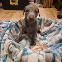 Puppy 2, a female Doberman Pinscher for sale in Red Level, AL – Photo 3 of 6