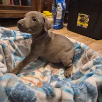 Puppy 2, a female Doberman Pinscher for sale in Red Level, AL – Photo 5 of 6