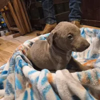 Puppy 2, a female Doberman Pinscher for sale in Red Level, AL – Photo 4 of 6