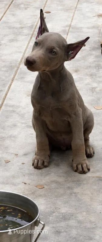 Puppy 2 – Doberman Pinscher puppy for sale in Red Level, AL