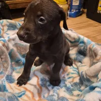 Puppy 7, a female Doberman Pinscher for sale in Red Level, AL – Photo 1 of 4