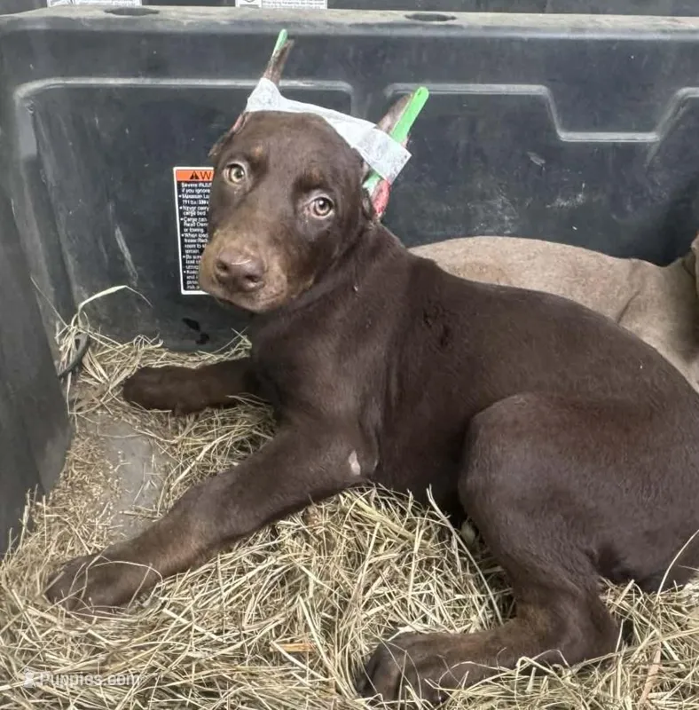 Puppy 7 – Doberman Pinscher puppy for sale in Red Level, AL