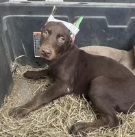 Puppy 7, a female Doberman Pinscher for sale in Red Level, AL – Photo 1 of 7