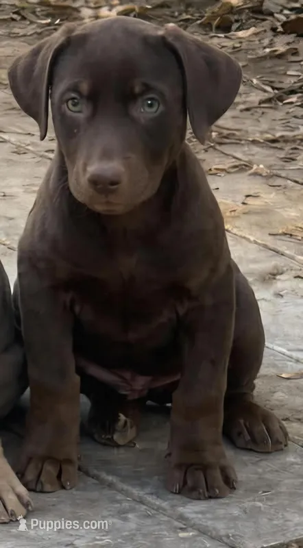 Puppy 7 – Doberman Pinscher puppy for sale in Red Level, AL