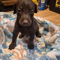 Puppy 7, a female Doberman Pinscher for sale in Red Level, AL – Photo 3 of 4