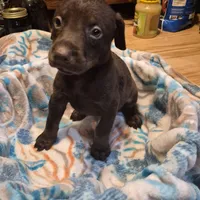 Puppy 7, a female Doberman Pinscher for sale in Red Level, AL – Photo 4 of 4