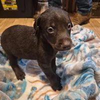 Puppy 7, a female Doberman Pinscher for sale in Red Level, AL – Photo 2 of 4