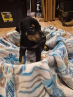 Puppy 6, a female Doberman Pinscher for sale in Red Level, AL – Photo 2 of 4