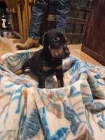 Puppy 6, a female Doberman Pinscher for sale in Red Level, AL – Photo 1 of 4