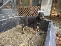 Puppy 6, a female Doberman Pinscher for sale in Red Level, AL – Photo 6 of 7