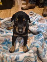 Puppy 6, a female Doberman Pinscher for sale in Red Level, AL – Photo 3 of 4