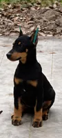 Puppy 6, a female Doberman Pinscher for sale in Red Level, AL – Photo 1 of 7