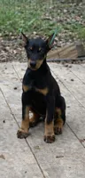 Puppy 6, a female Doberman Pinscher for sale in Red Level, AL – Photo 7 of 7