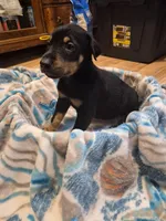 Puppy 6, a female Doberman Pinscher for sale in Red Level, AL – Photo 4 of 4