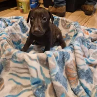 Puppy 5, a male Doberman Pinscher for sale in Red Level, AL – Photo 3 of 4