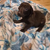 Puppy 5, a male Doberman Pinscher for sale in Red Level, AL – Photo 2 of 4