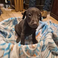 Puppy 5, a male Doberman Pinscher for sale in Red Level, AL – Photo 4 of 4