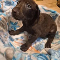 Puppy 5, a male Doberman Pinscher for sale in Red Level, AL – Photo 1 of 4