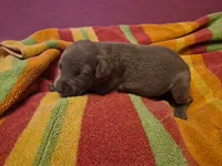 Puppy 5, a female Doberman Pinscher for sale in Red Level, AL – Photo 4 of 4