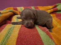 Puppy 5, a female Doberman Pinscher for sale in Red Level, AL – Photo 2 of 4