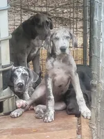 Pup 4, a female Great Dane for sale in Red Level, AL – Photo 1 of 6