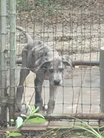 Pup 4, a female Great Dane for sale in Red Level, AL – Photo 6 of 6