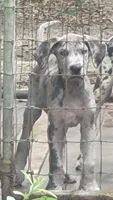 Pup 4, a female Great Dane for sale in Red Level, AL – Photo 5 of 6