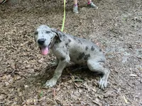 Pup 4, a female Great Dane for sale in Red Level, AL – Photo 4 of 6