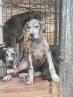 Pup 4, a female Great Dane for sale in Red Level, AL – Photo 2 of 6
