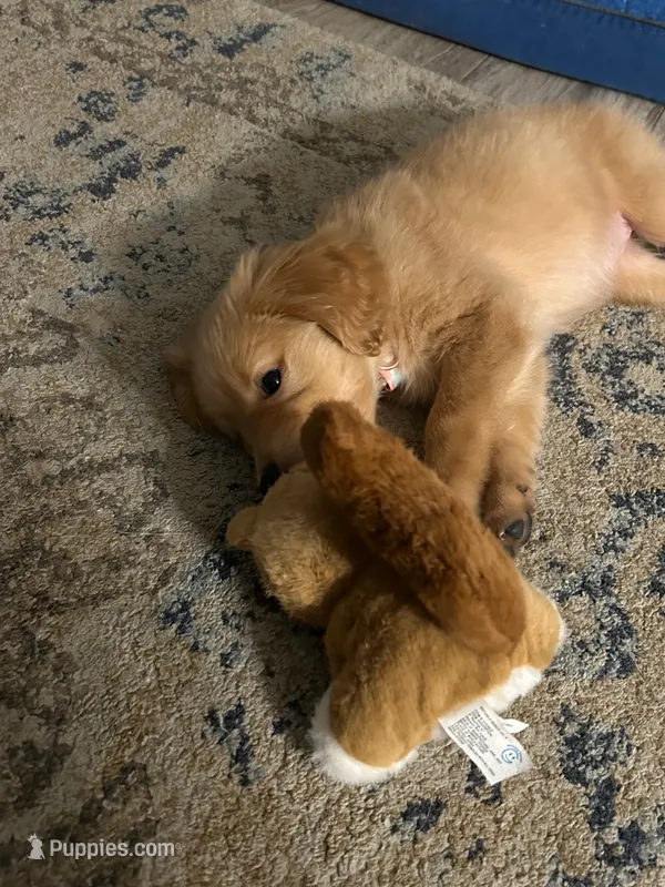 Male Puppy 3 – Golden Retriever puppy for sale in Glendale, AZ