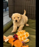  Male Puppy 1, a male Golden Retriever for sale in Glendale, AZ – 1 of 1