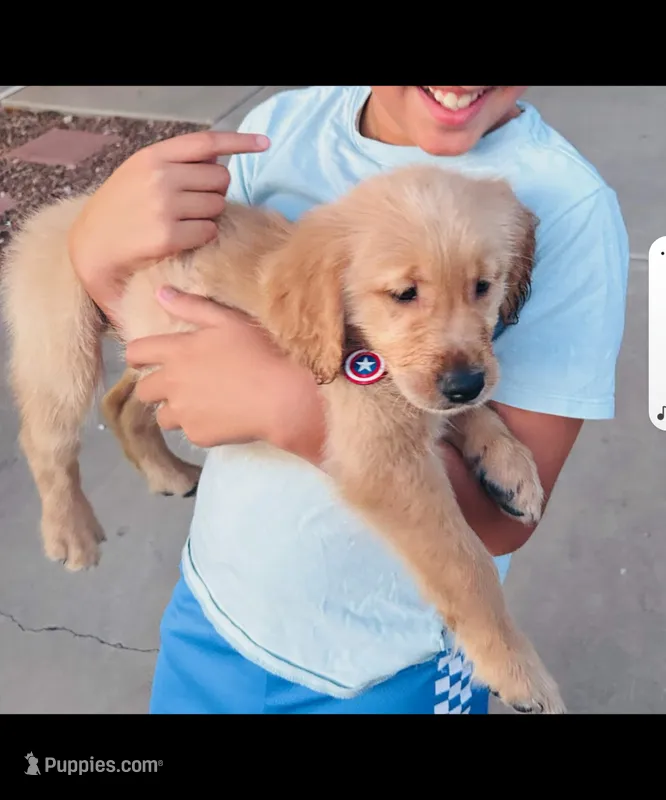 Female Puppy 1 – Golden Retriever puppy for sale in Glendale, AZ